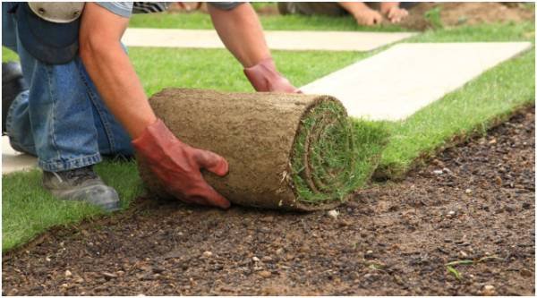 How Should You Care for the Lawn After Learning How to Lay Sod?