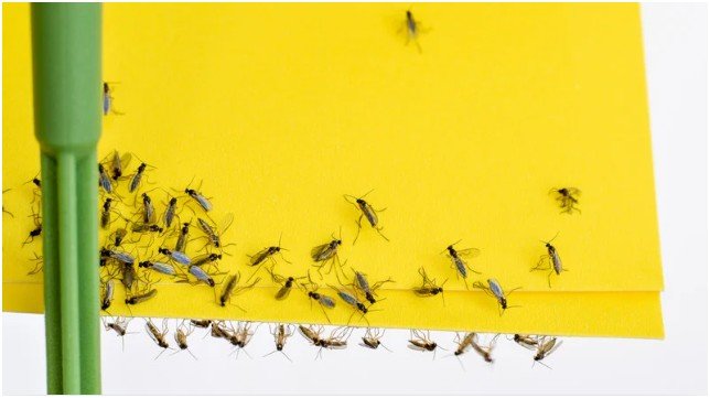 Which Moisture and Soil Habits Actually Prevent Fungus Gnats?
