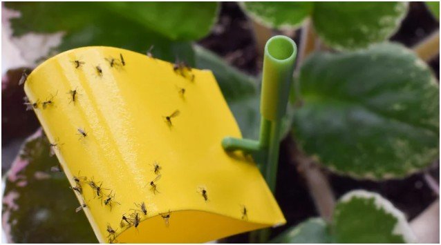 How to Get Rid of Fungus Gnats: Step-by-Step (My Personal Routine)