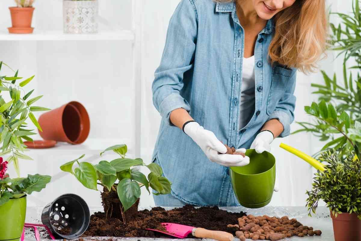 Gardening Tips for Soil and Fertilizer