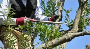 How to Know If a Tree Is Becoming Dangerous