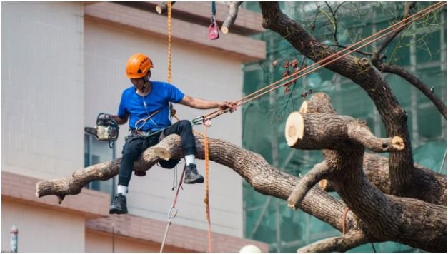 Leaning Trees May Need Immediate Attention