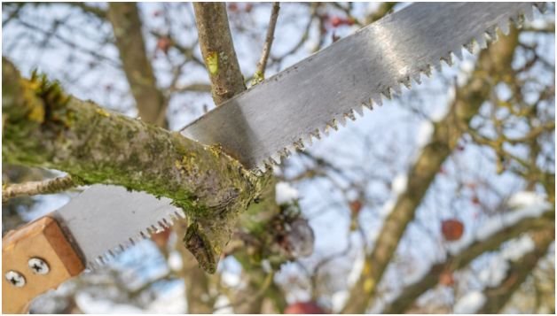 When to Call for a Professional Tree Inspection