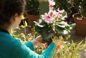 Top Flowering Plants That Thrive in Home Gardens