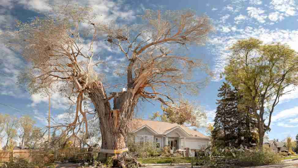 When Tree Removal Becomes Necessary